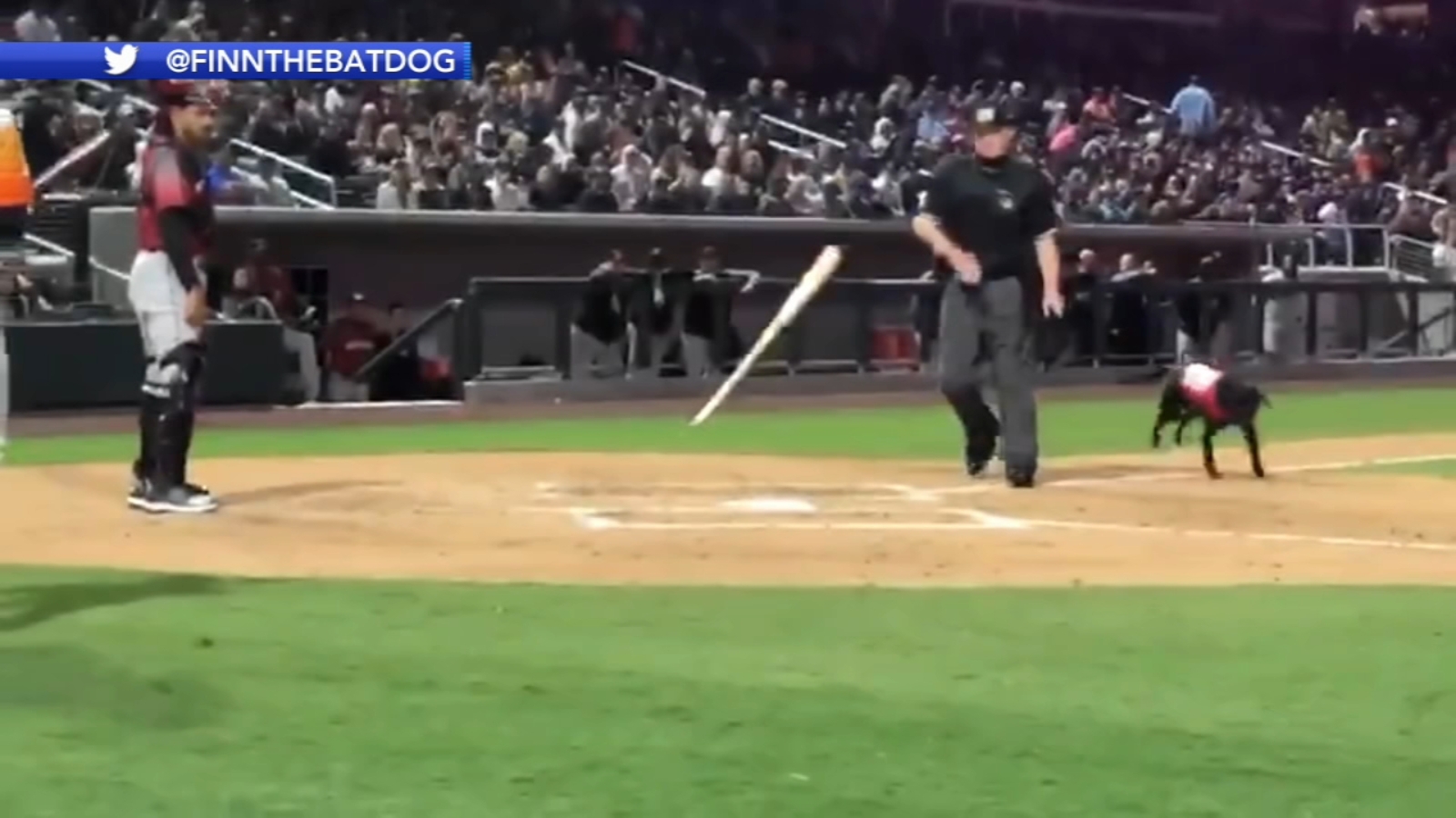 Umpire gets booed for throwing bat away from Finn The Bat Dog at Las