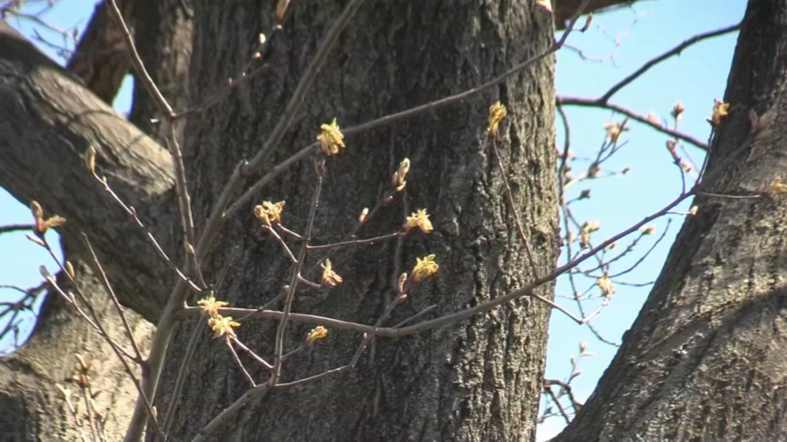 Tree pollen rising in area, but worst is yet to come 6abc Philadelphia