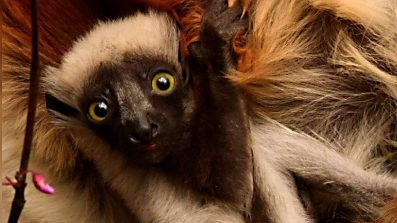 Duke Lemur Center announces first baby of 2019
