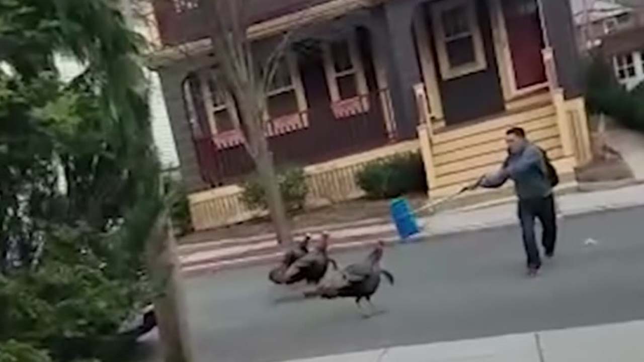 Gang of turkeys attack pregnant woman, man in Massachusetts neighborhood