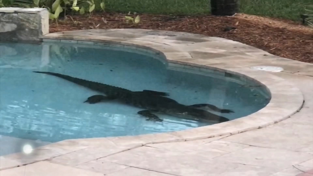9-foot alligator found in Florida family's swimming pool