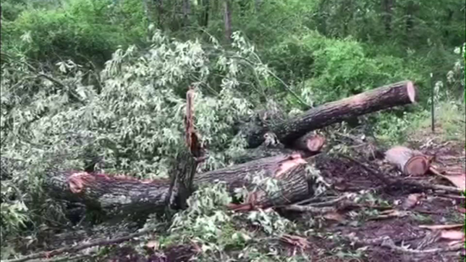 Storm kills two children in Lufkin after tree falls on moving car ...