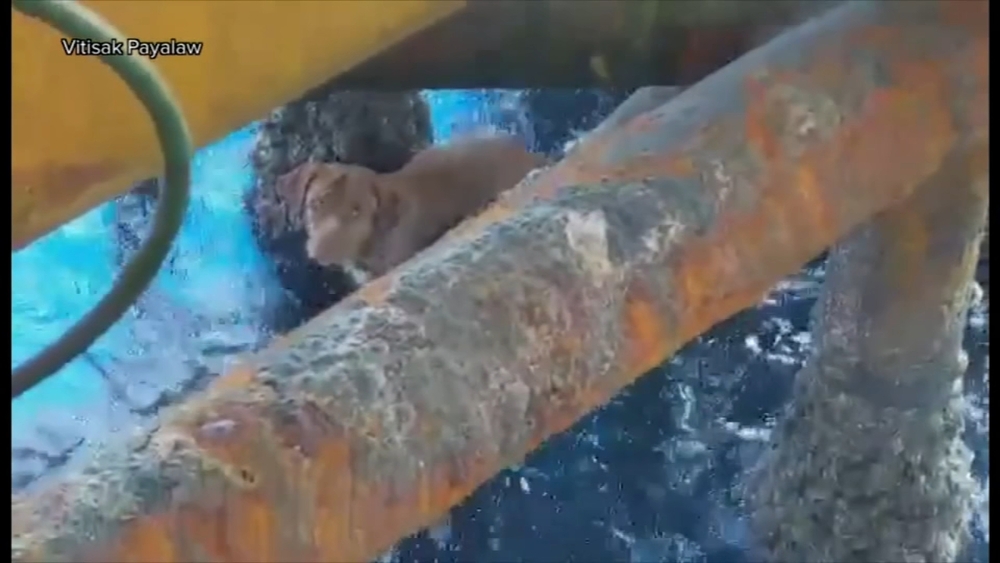 Dog rescued nearly 140 miles out to sea