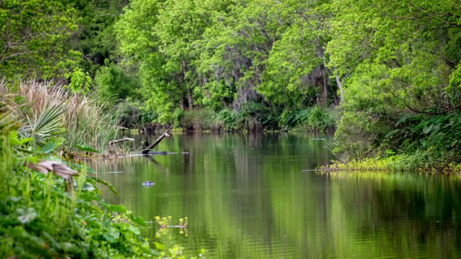 Houston Zoo's new wetland boardwalk set to open Memorial Day weekend