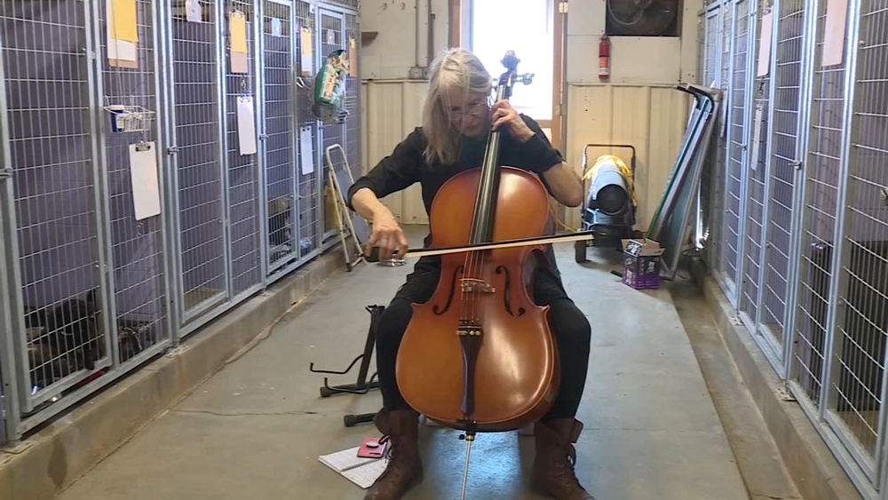 Nebraska cellist's music helps soothe shelter dogs