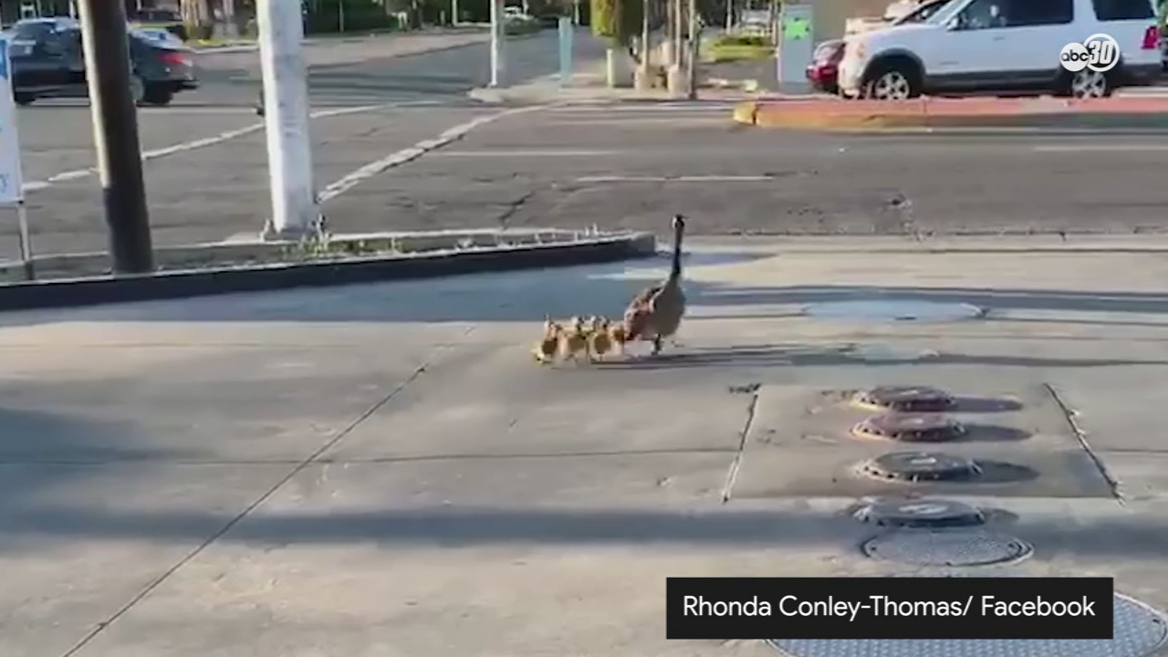 VIDEO: Police officer helps goose and goslings cross the road