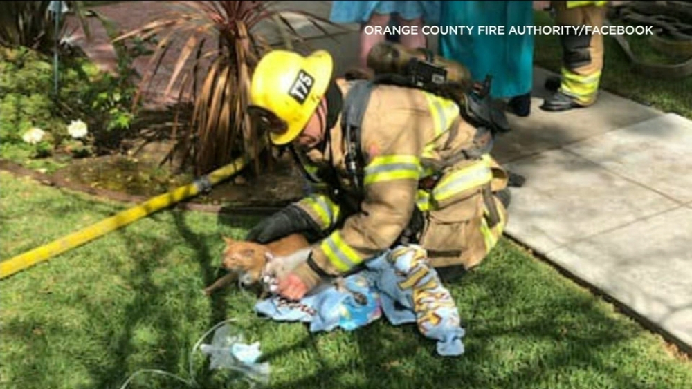 Firefighters rescue 5 cats from burning home in Santa Ana