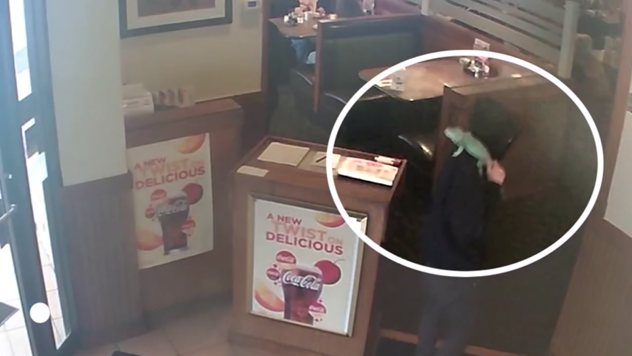 Man throws iguana at restaurant manager, breaks lizard's leg