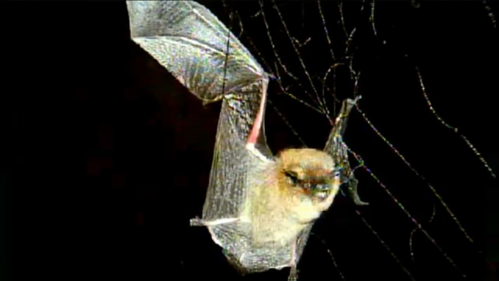 Rabid bat found in Anaheim, Orange County health officials say ABC7