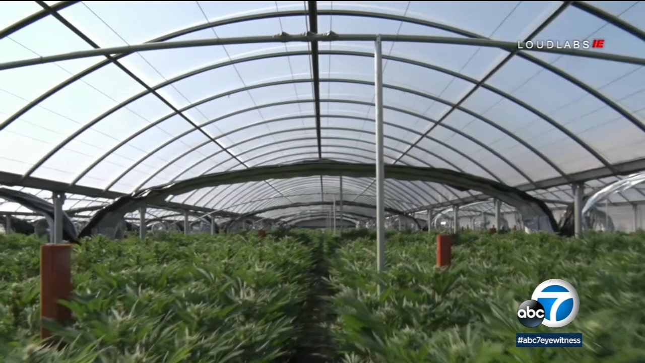 VIDEO: Riverside authorities bust one of largest pot farms ever uncovered  in city - ABC7 Los Angeles
