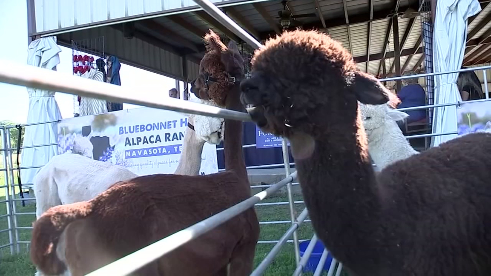 Texas ranch in College Station offers unique experience with alpacas