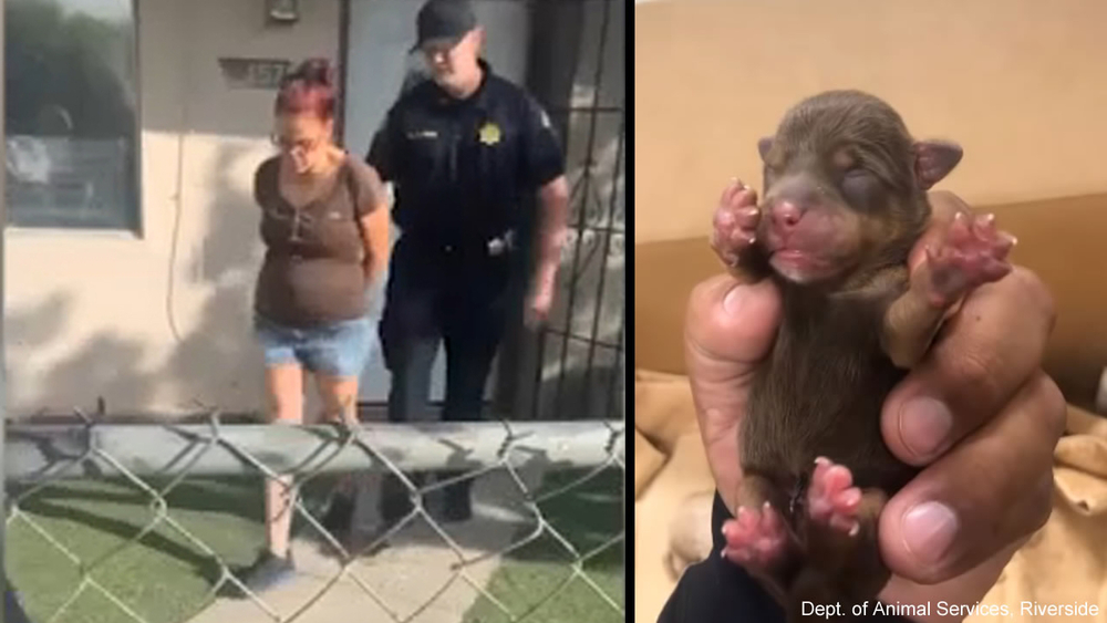 54-year-old woman arrested in Coachella puppy dumping