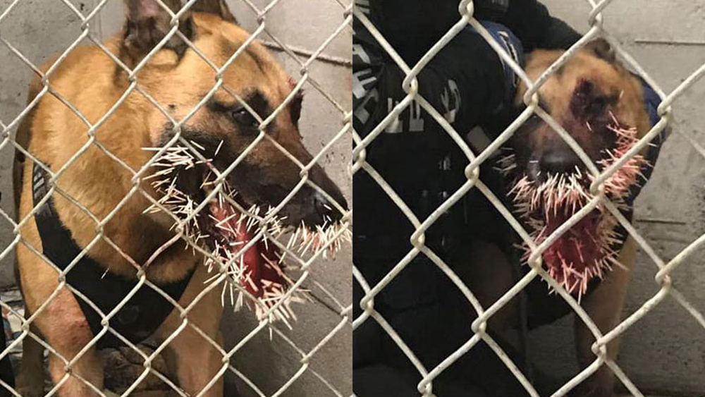 K9 hit with over 200 porcupine quills