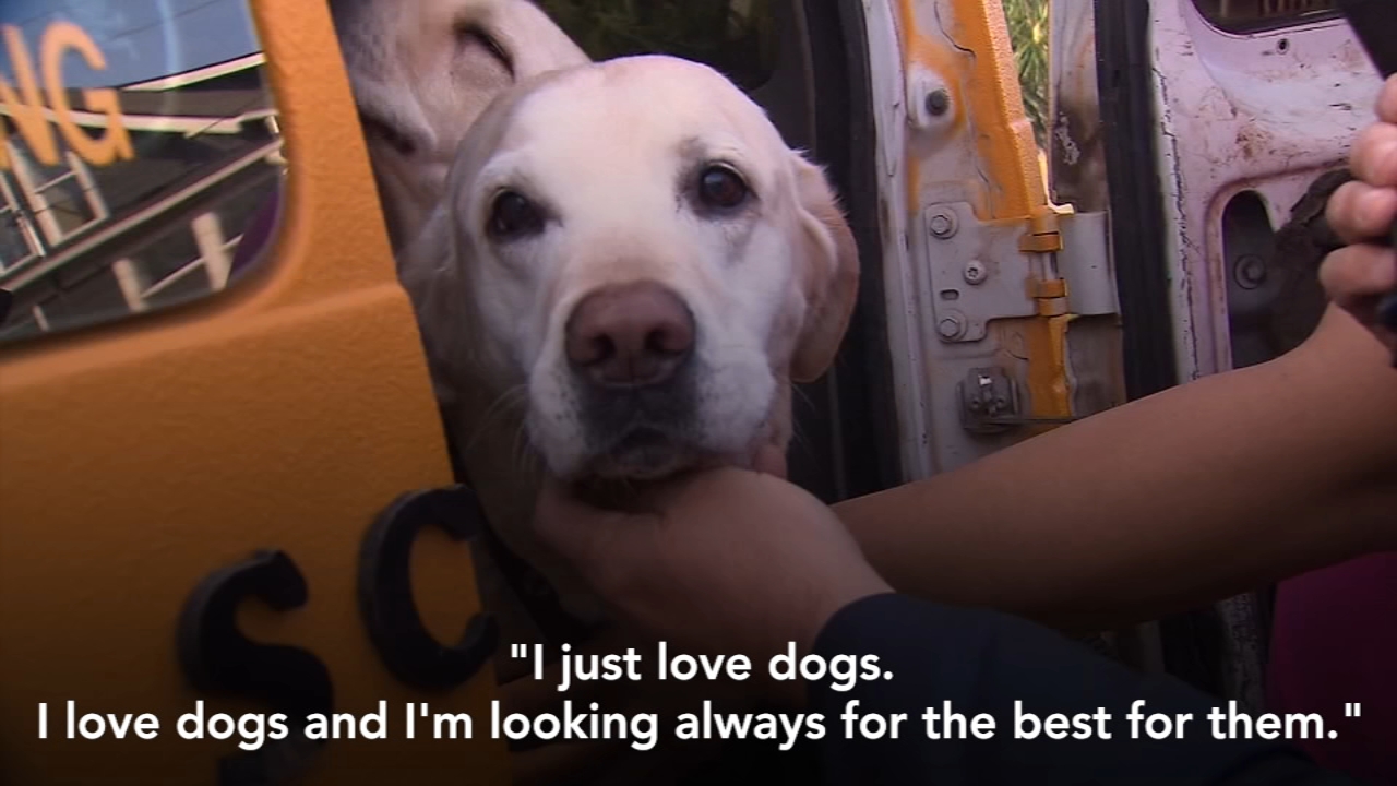 Looking Their Best to Find Love : Berkeley Humane, image size:1280x720