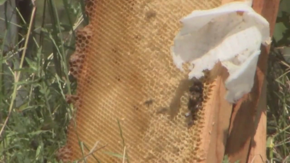 Dozens of beehives set on fire by arsonist