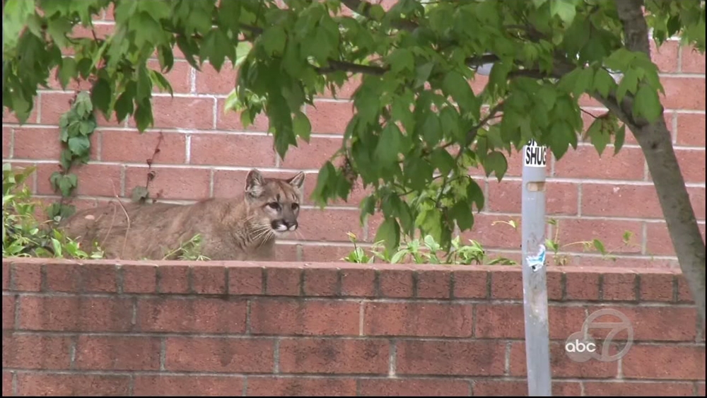 Mountain lion tranquilized outside Santa Rosa Macy's, released into wild