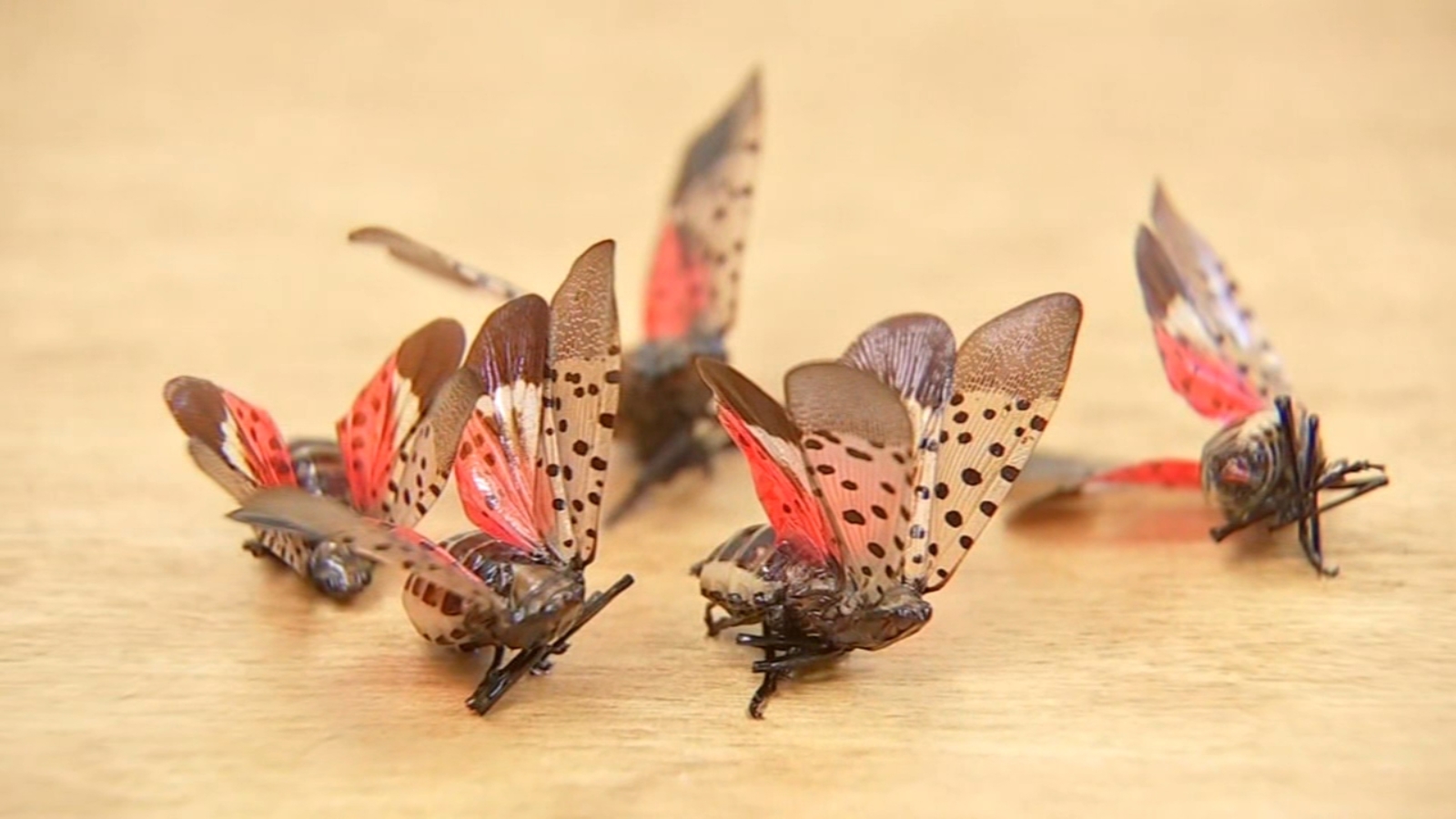 Pennsylvania Agriculture Department Issues Quarantine To Stop Spread of