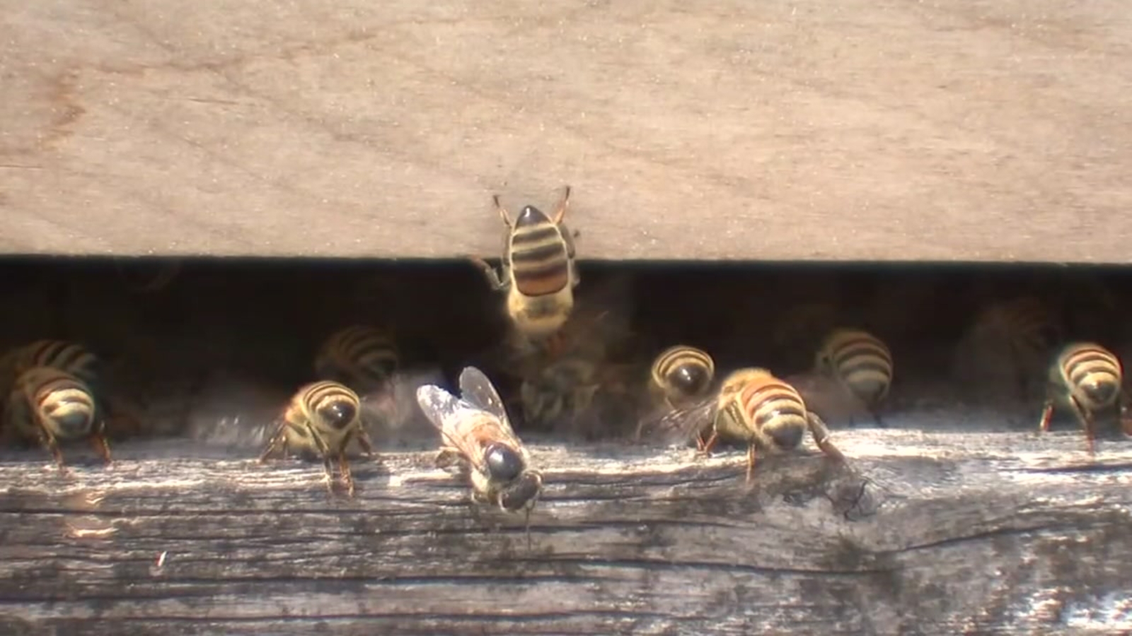 Thousands of bees destroyed after being drowned and set on fire ABC30