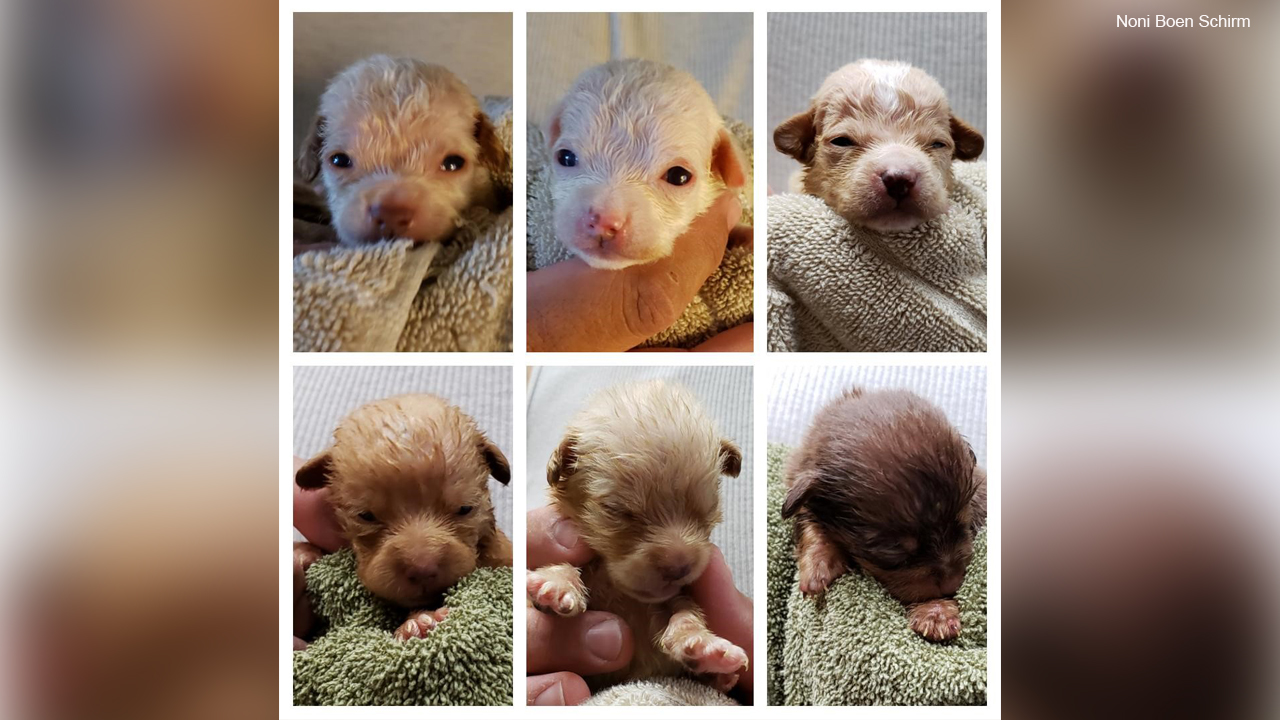 Coachella puppies tossed in dumpster open eyes in new pics
