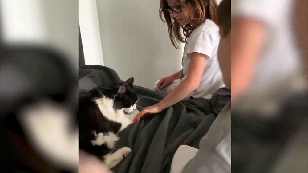 Missing cat returns home 475 days after it went missing in the Montecito Mudslide
