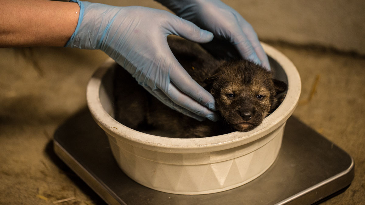 Red Wolf cubs at Lincoln Park Zoo