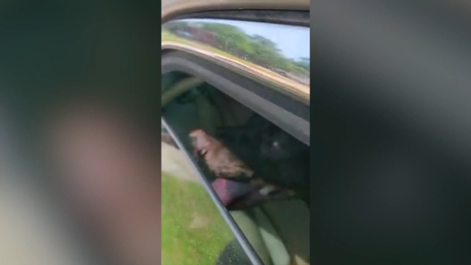 VIDEO Virginia man, Jason Minson, smashes window to save dog trapped