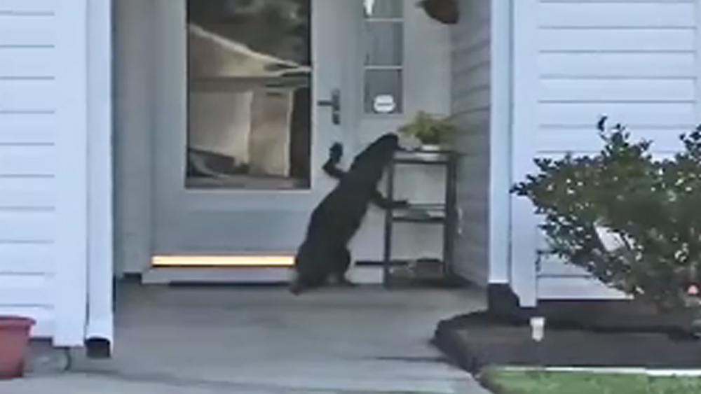 Alligator rings woman's doorbell