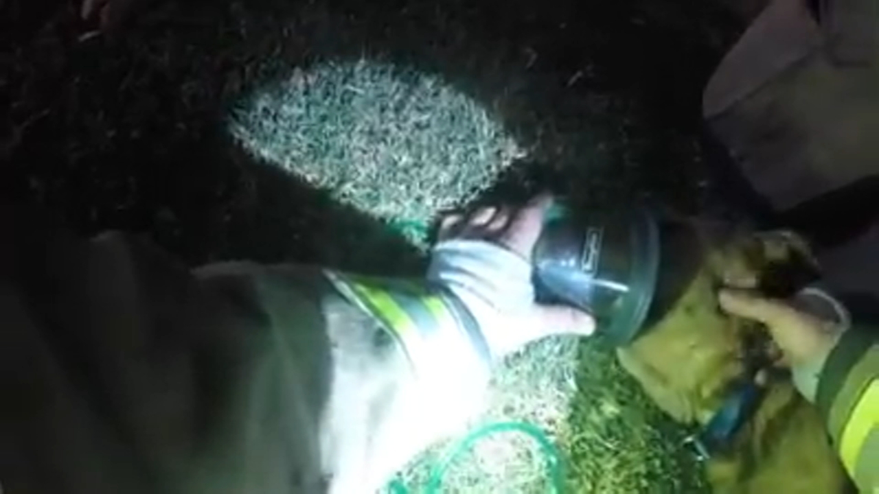 VIDEO: Fresno firefighters revive unconscious dog pulled from burning home