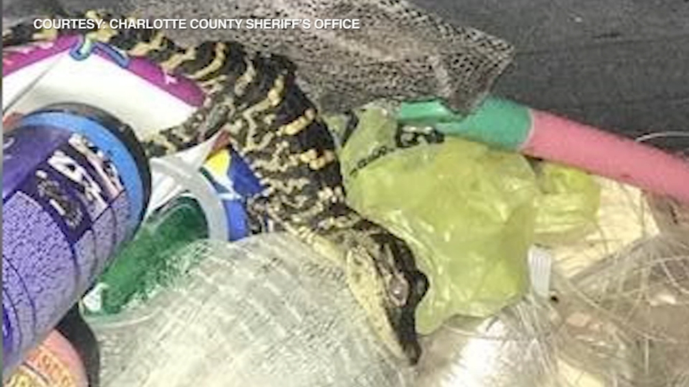Florida woman pulls alligator out of yoga pants, police say