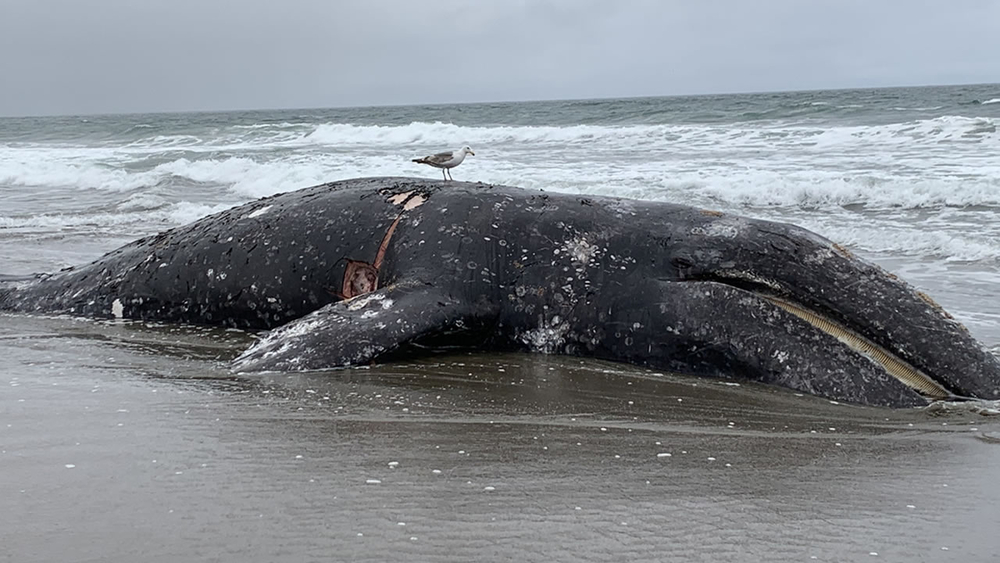 Scientist says 9th dead gray whale found in Bay Area is cause for 'serious concern'