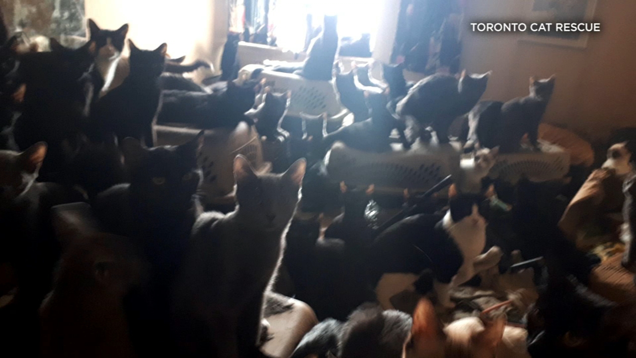 300 cats removed from Toronto apartment