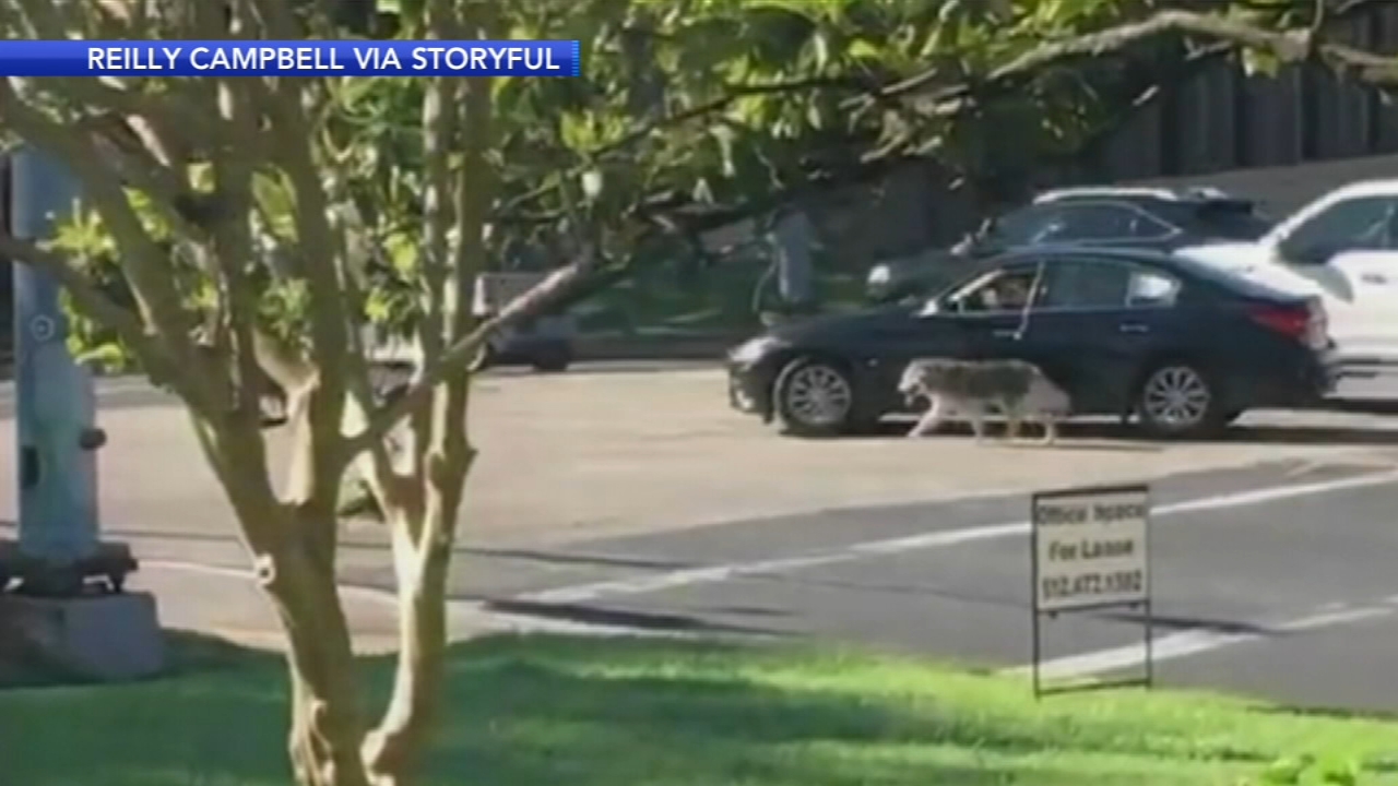Man walks dog while driving car