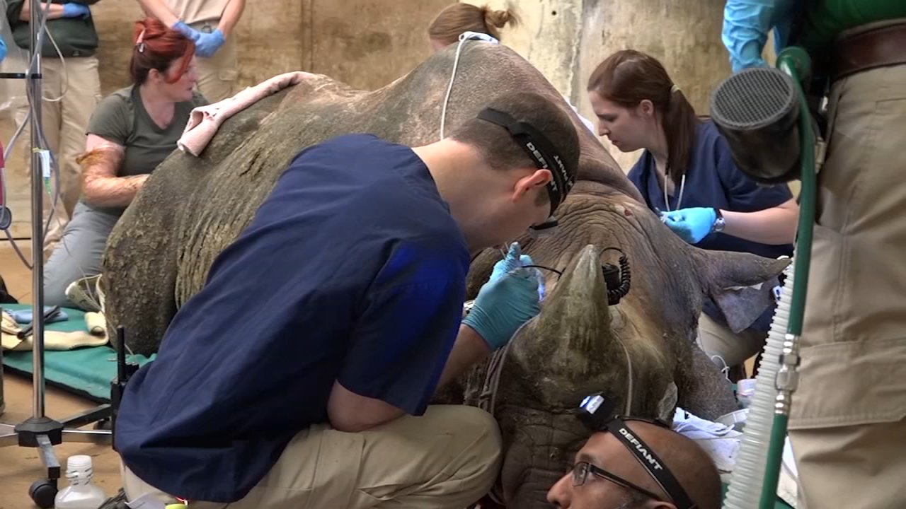 Brookfield Zoo Black Rhino undergoes innovative nasal cavity surgery