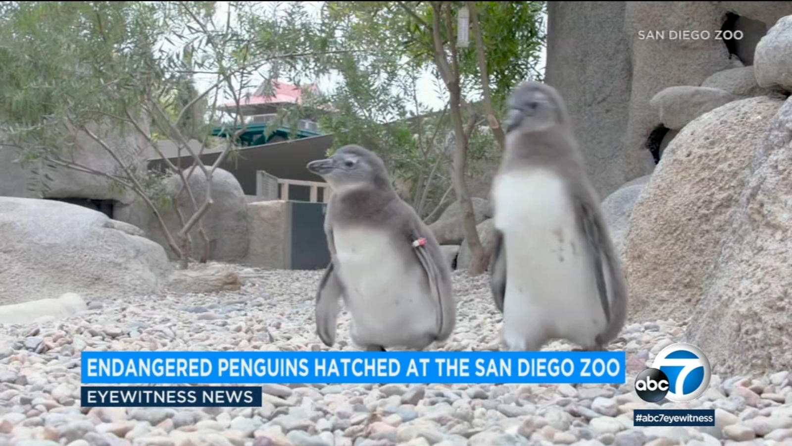 Endangered African penguins hatch at San Diego Zoo for 1st time - ABC7
