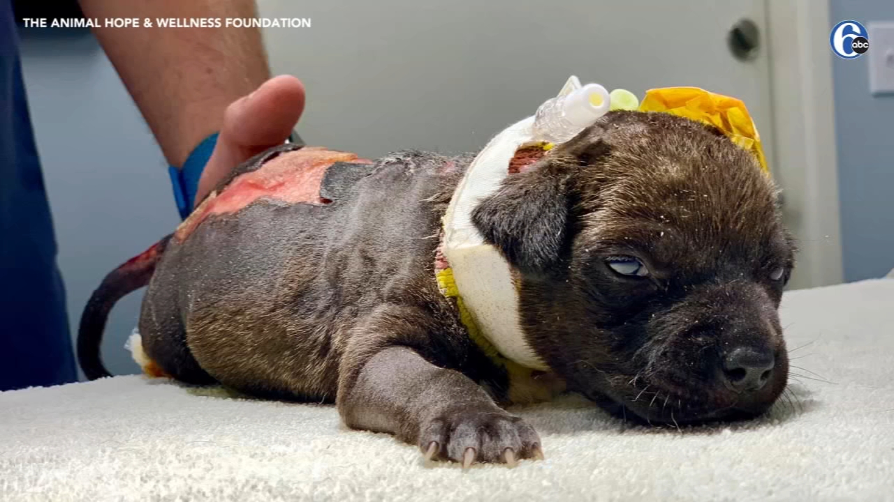 Puppy found beaten, burned in California dumpster