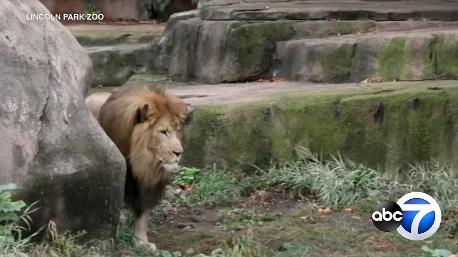 Lincoln Park Zoo lions moved to Kansas during Kovler Lion House ...