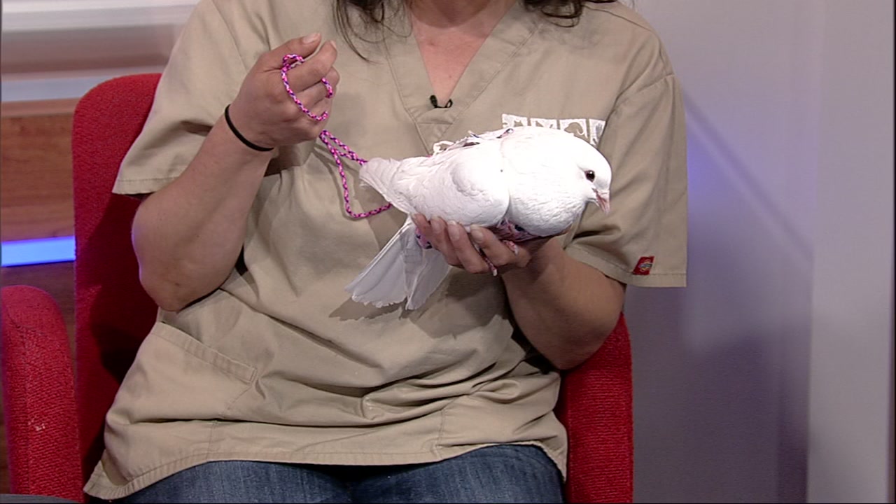 Meet this week's Perfect Pet