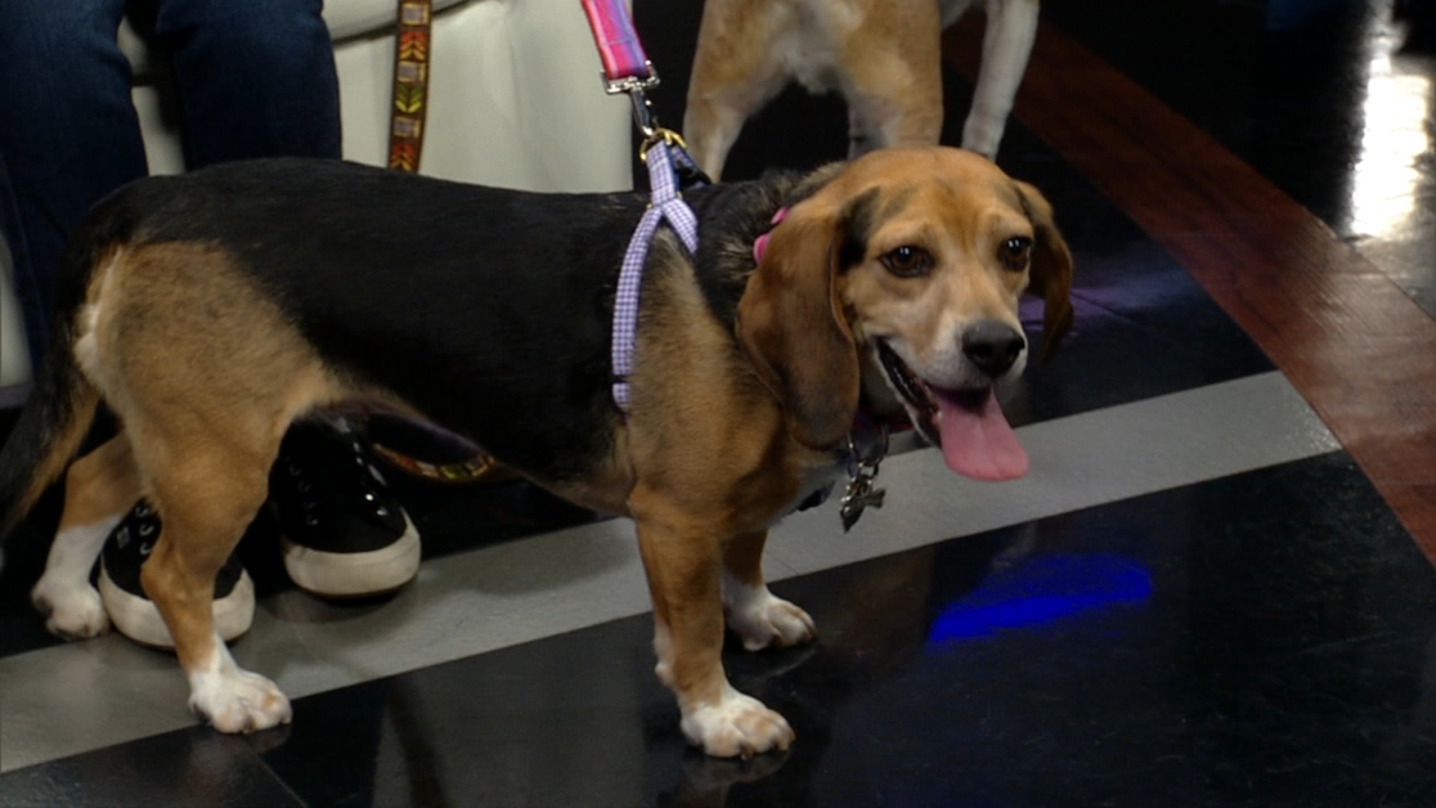 Midwest BREW's annual Beaglefest on May 18 in Park Ridge ABC7 Chicago