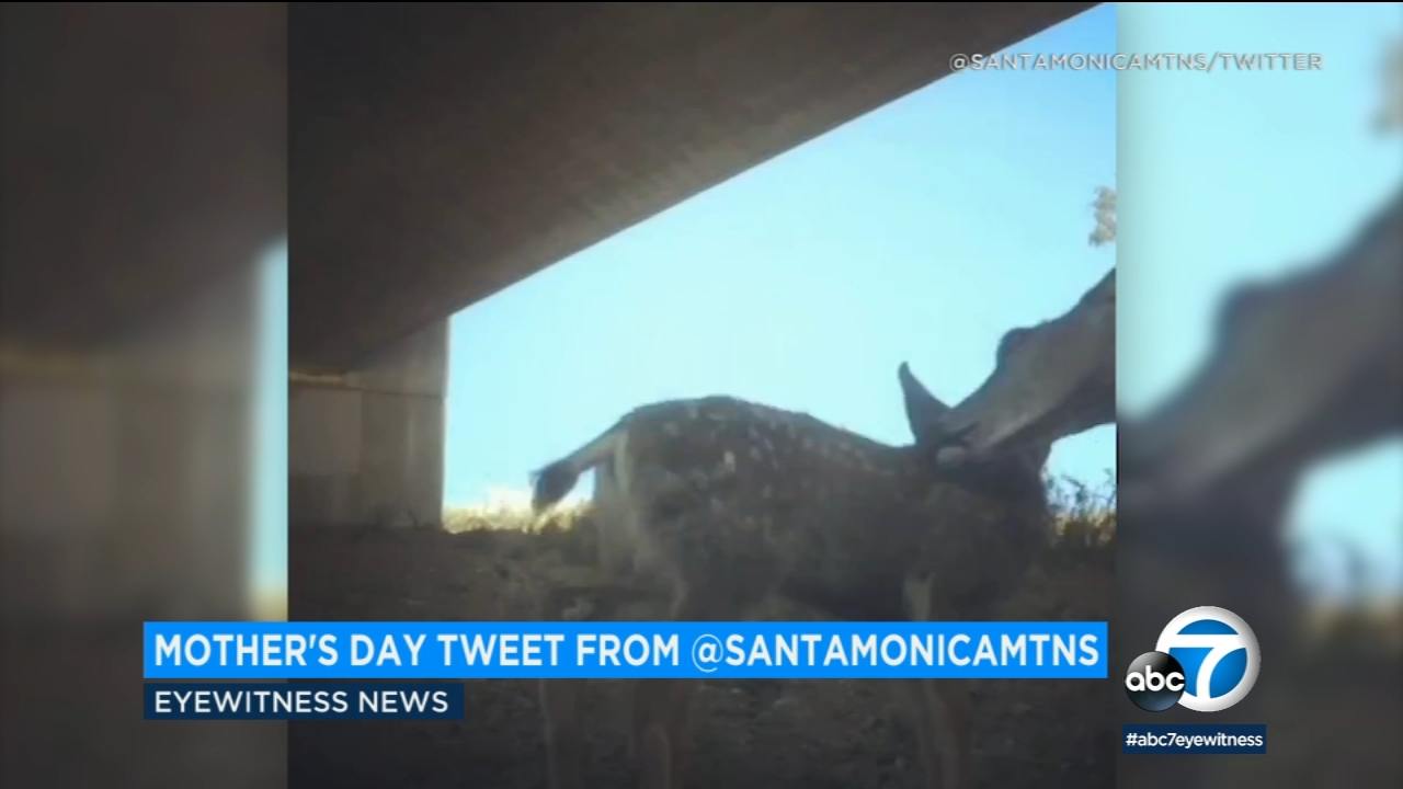 Deer Mom: wildlife video a heartwarming image for Mother's Day