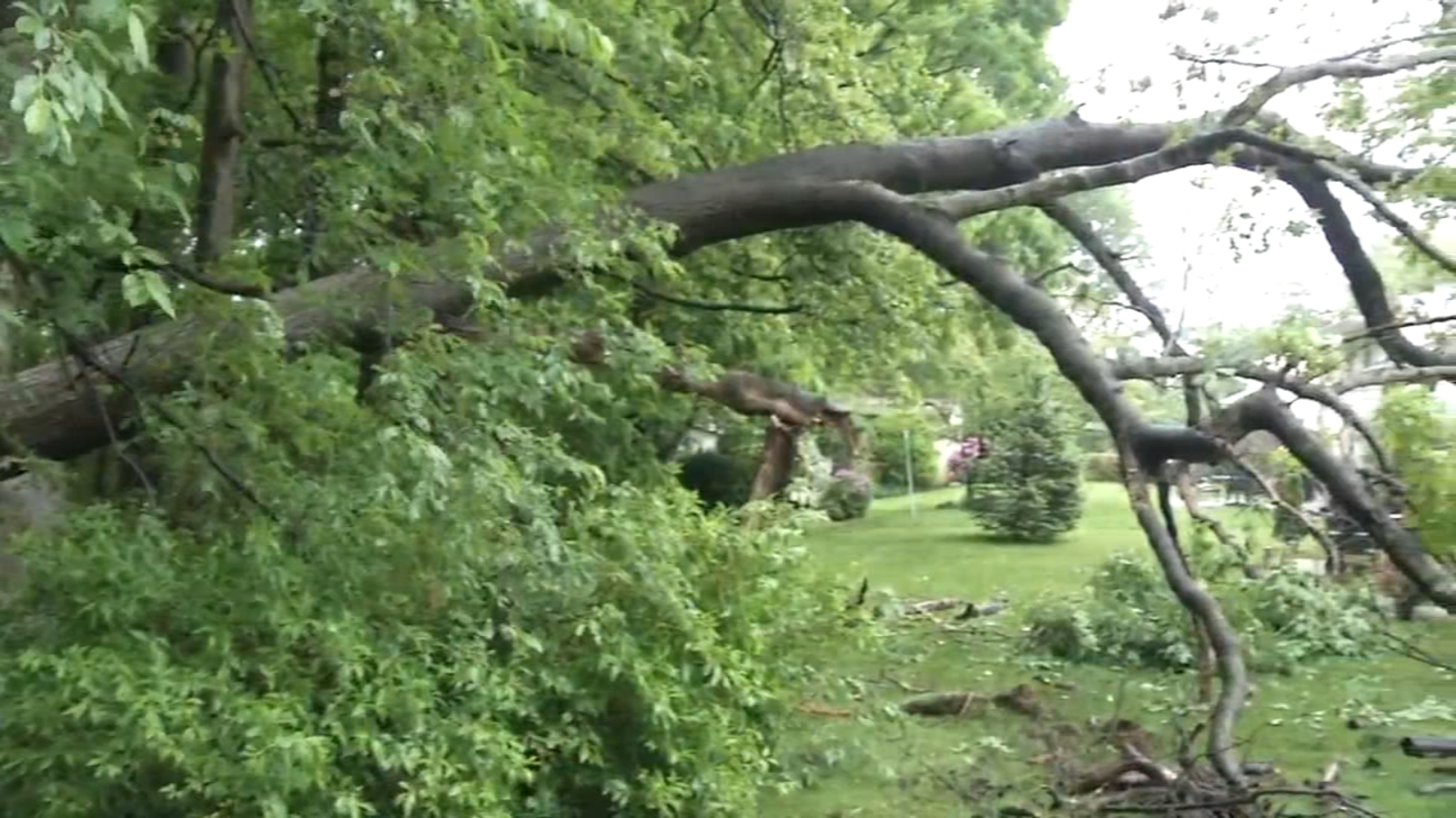 Storm leaves behind downed trees and wires across Delaware Valley
