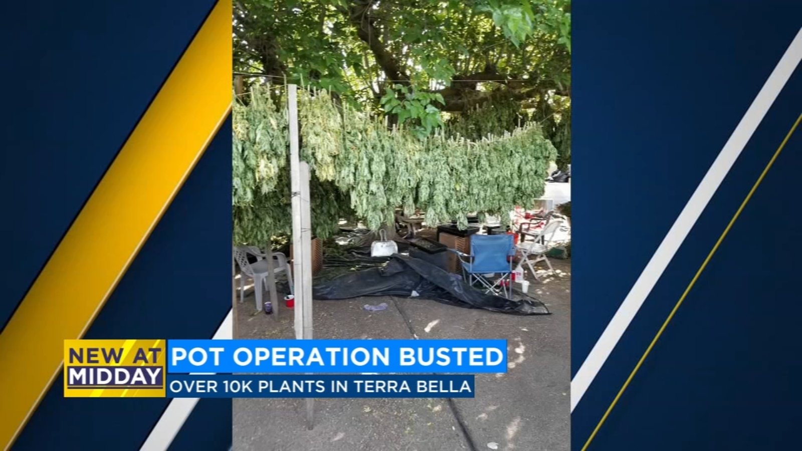 Teens among 16 arrested in massive pot bust in Tulare County ABC30 Fresno