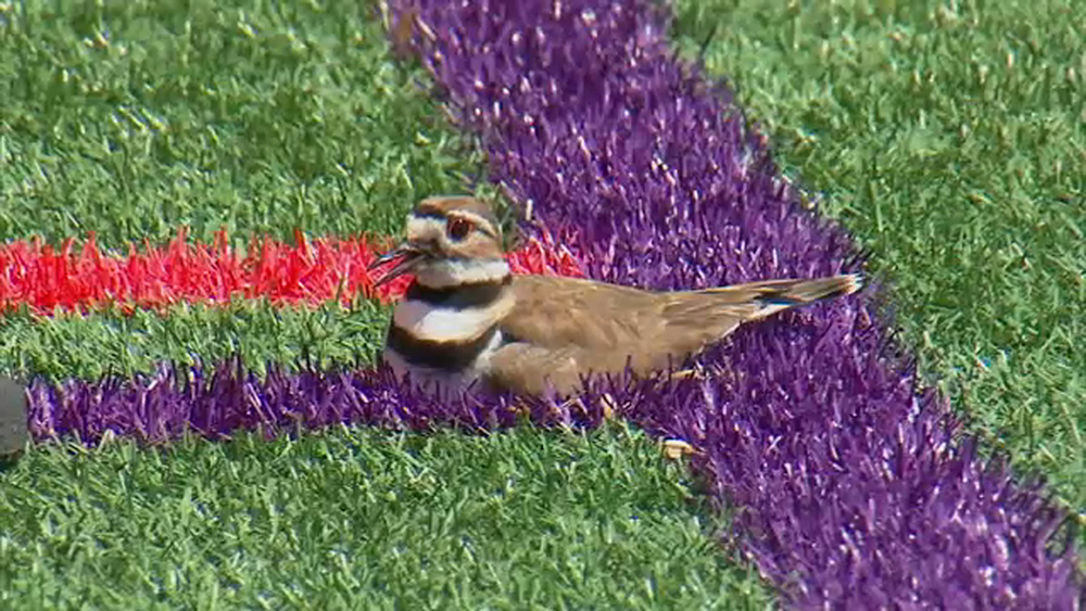 Soccer field in Teaneck shut down due to tiny bird and its eggs