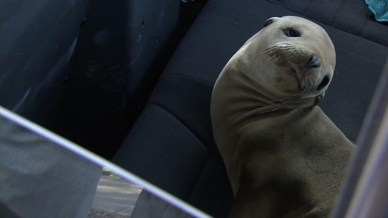 Baby sea lion rescued from Highway 101 in South San Francisco dies