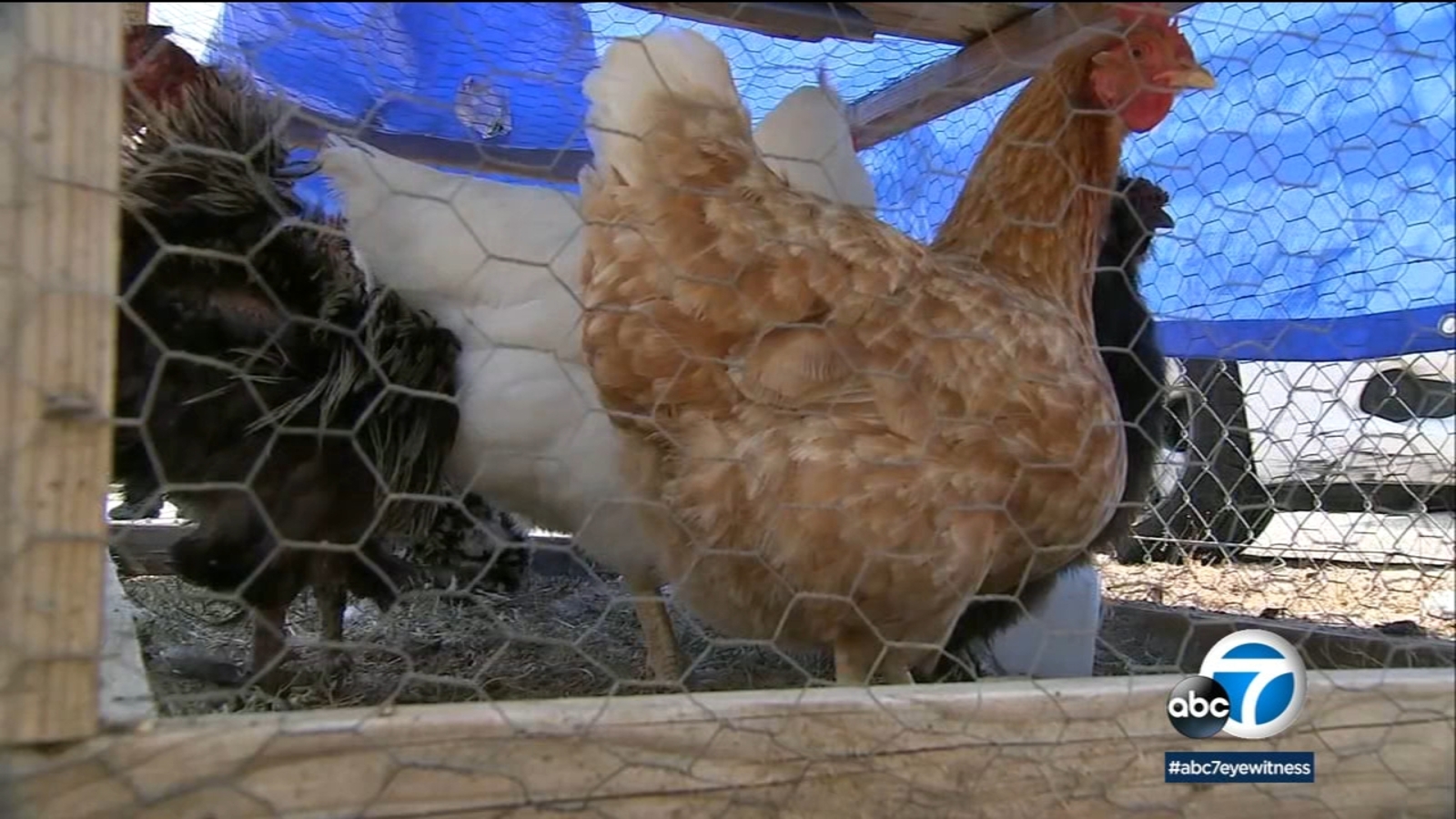Inland Empire chicken owners frustrated over euthanization methods