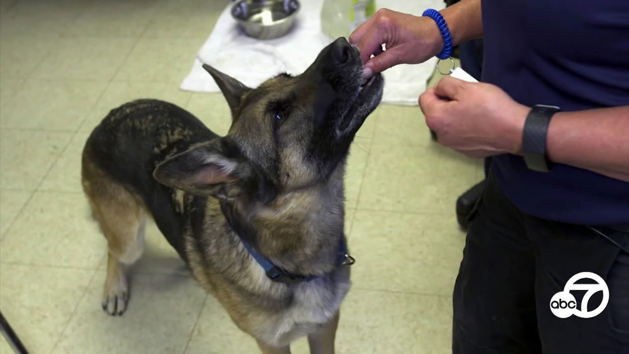 Eyewitness This: Homeless benefit concert, pork prices to spike, dogs help with cancer-detection