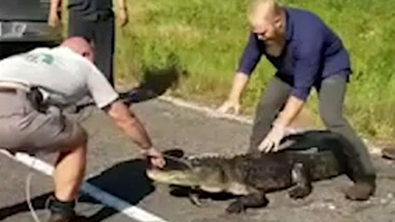 Florida Alligator Scales Fence Of Naval Air Station Jacksonville Abc30 Fresno