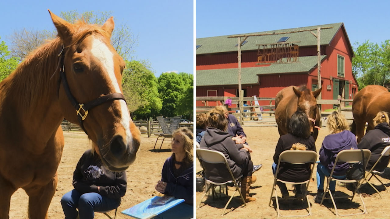 Long Island therapy center lets you grieve with horses by your side