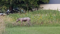 Chupacabra Sightings Chupacabra Sightings