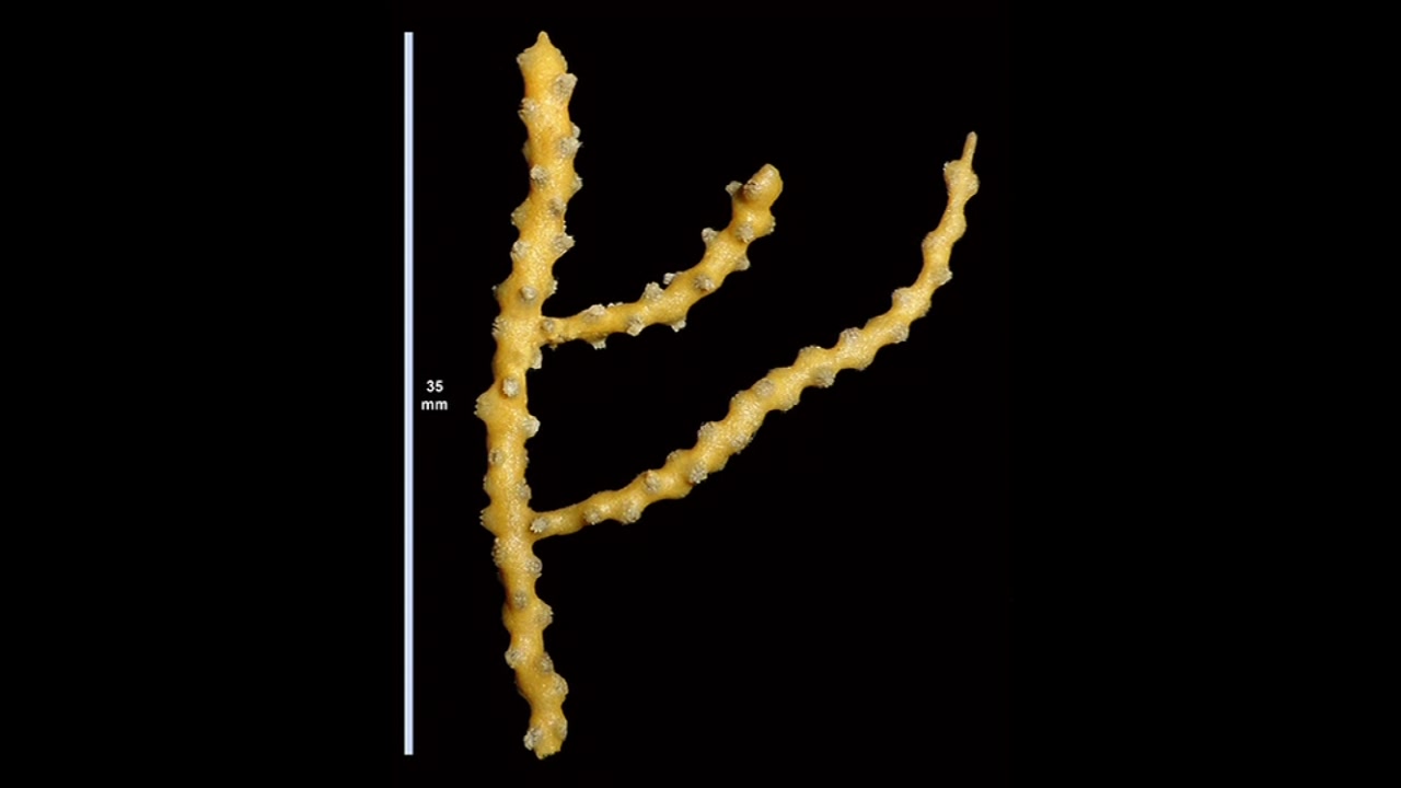 Scientists discover new coral species in Marin County