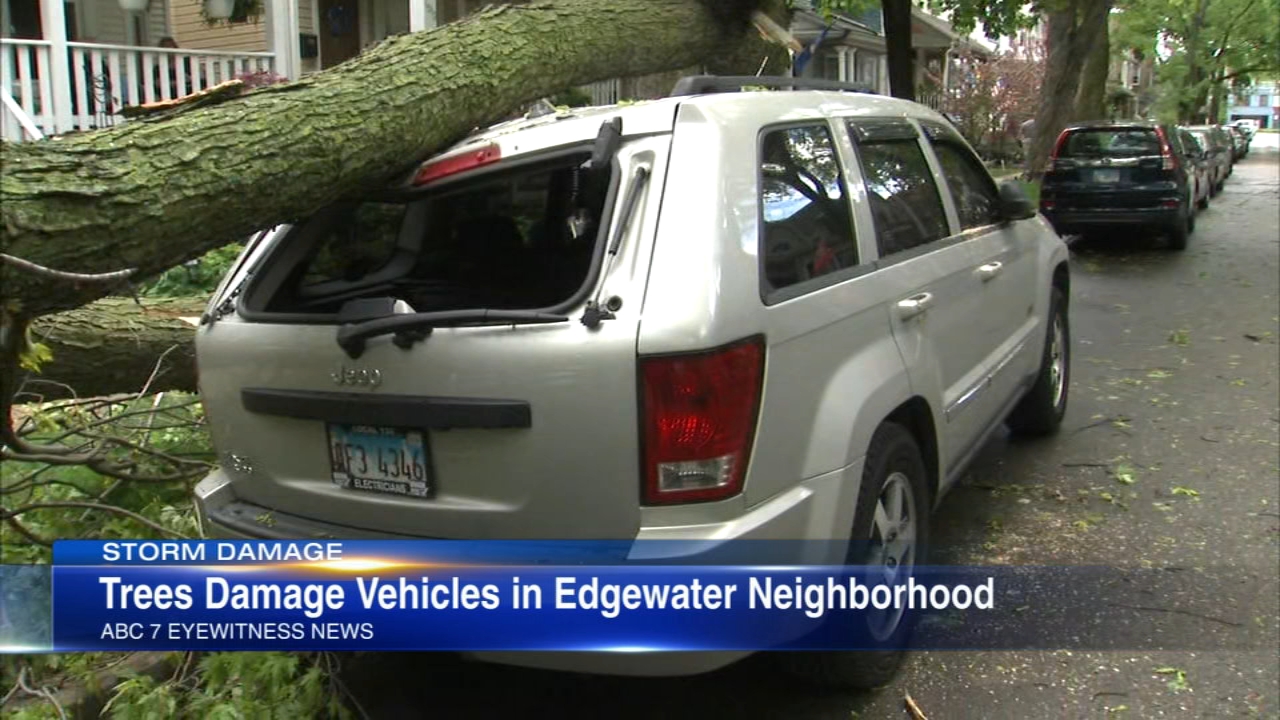 Trees damage vehicles in Edgewater neighborhood